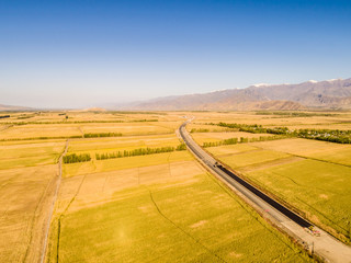 Wall Mural - Yellow field and blue sky. The pastoral landscape. The countryside colorful background，Xinjiang, China。