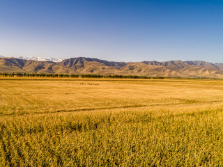 Wall Mural - Yellow field and blue sky. The pastoral landscape. The countryside colorful background，Xinjiang, China。