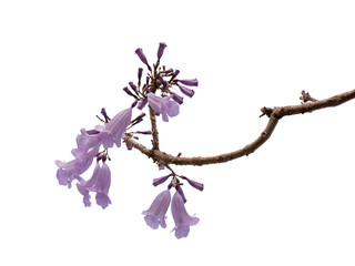 Jacaranda Flower isolated on white background, a species with an inflorescence at the tip of the purple flower, is native to South America.