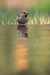 Wall Mural - hawfinch, Coccothraustes coccothraustes