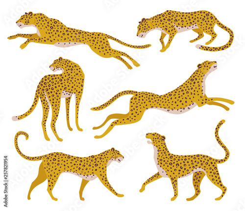 Cuadros en Lienzo Set of abstract silhouettes of leopards. Vector hand draw design.