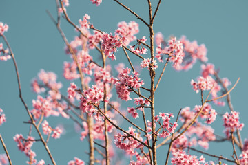 Wall Mural - vintage close up wild himalayan cherry blossoms (prunus cerasoides) blooming on tree with blue sky