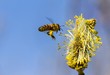 Honigbiene im Flug im Naturschutzgebiet Mittelbruch in Berlin Buch 