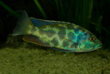 Leopard Cichlid (Nimbochromis Polystigma).