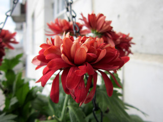 Red Chrysanthemum flowers grow in small urban garden on the balcony.