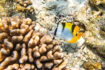 colorful fishes and corals, underwater life in Maldives, snorkeling and diving in exotic destination