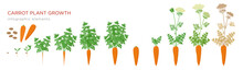 Carrot Plant Growth Stages Infographic Elements. Growing Process Of Carrot From Seeds, Sprout To Mature Taproot, Life Cycle Of Biennial Plant Isolated On White Background Vector Flat Illustration.