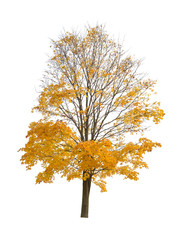 Canvas Print - maple in dark gold fall leaves on white