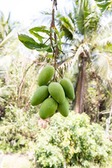 Wall Mural - Green mango hanging,mango field,mango farm. Agricultural concept,Agricultural industry concept.Mangoes fruit on the tree in garden, Bunch of green ripe mango on tree in garden. Selective focus