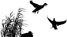 Three Ducks Between Reed Silhouettes Isolated On White