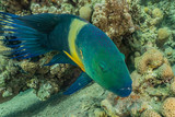 Fototapeta Do akwarium - Fish swim in the Red Sea, colorful fish, Eilat Israel