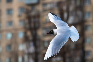 Seagull fly background city life scape building