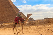 Bedouin riding camel near Great Pyramids of Giza in Cairo, Egypt