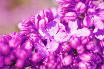 Wall Mural - Lush lilac bloom in the spring sunny garden. Close-up.