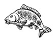 carp fish with fish scales big fish black and white icon