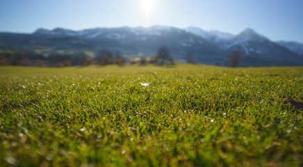 Wall Mural - Gras vor Alpenpanorama