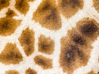 The fur of a giraffe in close-up