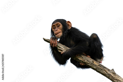 Cuadros en Lienzo chimpanzee on a branch, isolated with white background
