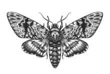 Hand Drawn Acherontia Styx Butterfly