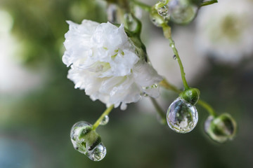 A small flower of white gypsophila closeup in drops of water. A bright sunny image is suitable as a background on the themes of flowers, flora.