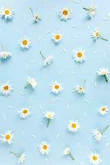 pattern made of chamomiles, petals, leaves on blue background. flat lay, top view