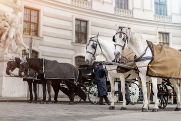 two pairs of white and black beautiful horses with carriage in Vienna historical city center near royal palace. Traditional austrian travel sighseeing destination and landmark. Horses voyage trip