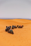 Fototapeta  - Camels resting in the sand dunes of Sahara Desert (Merzouga) in Morocco