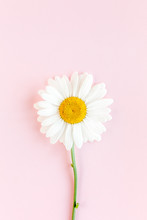 Chamomile Flower Beautiful And Delicate On Pink Background