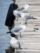Andes gull in a dock in Copacabana, lake Titicaca