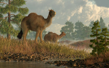 A Pair Of Shaggy Camels Stroll Through Grassy Hills Dotted With Larch Trees. These Are The Now Extinct High Arctic Camel That Once Lived In North America. 3D Rendering