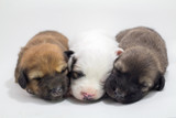 Fototapeta Zwierzęta - Cute puppies, white background, dog breed Bang Kaew Thai dog.