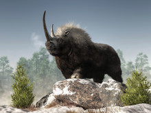 A Woolly Rhino Stands Atop Some Snow Covered Rocks In A Wintry Ice Age Scene. The Dark Fur Covered, Ice Age Beast Is A Massive Creature With A Great Curved Horn And A Strong Build. 3D Rendering