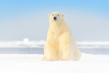 dangerous bear sitting on the ice, beautiful blue sky. polar bear on drift ice edge with snow and wa