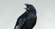 portrait of a screaming black crow