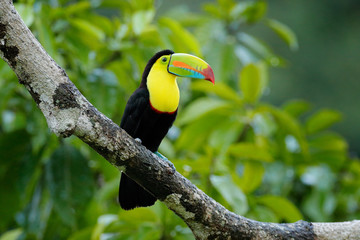 Wall Mural - toucan sitting on the branch in the forest, green vegetation, costa rica. nature travel in central a