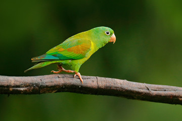 Wall Mural - Tovi orange-chinned parakeet, Brotogeris jugularis, portrait of light green parrot with red head, Costa Rica. Wildlife scene from tropical nature. Bird in the habitat. 