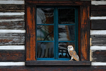 Barn Owl In House Window In Front Of Country Cottage, Bird In Urban Habitat, Wheel Barrow On The Wall, Czech Republic. Wild Winter And Snow With Wild Owl. Urban Wildlife Scene From Nature.