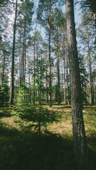 Fototapeta woda sosna jesień europa estonia