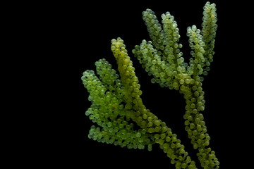 Wall Mural - Caulerpa lentillifera, Sea Grapes, Green Caviar isolated on black background.