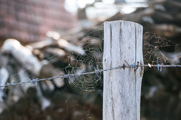 Close up of spider web with a ray of sun.