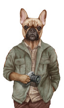 Animals Dressed Up In Human Clothing. Portrait Of A Dog Boy. Hand-drawn Illustration Of French Bulldog, Digitally Colored.