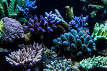 Short Polyp Stony Coral (SPS)