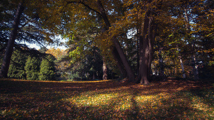 autumn in the park
