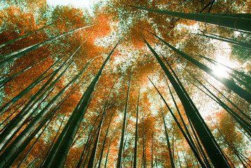Wall Mural - Autumn scene with bamboo forest abstract detail beauty in nature background.