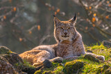 cute young lynx in the colorful wilderness forest