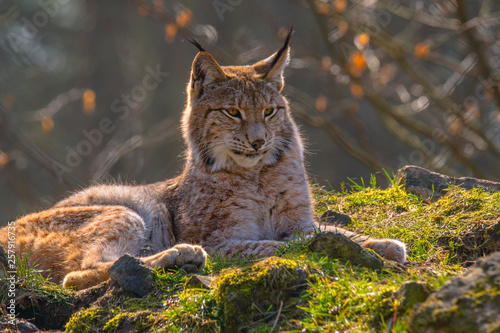 Fotomural cute young lynx in the colorful wilderness forest
