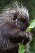 Porcupine eating close up - Image