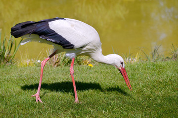 Wall Mural - Closeup white stork (Ciconia ciconia) standing on grass looking for food near of pond