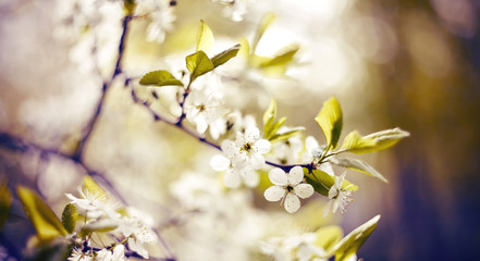 Wall Mural - Spring blossoming of cherry.