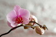 Blühende Orchidee 